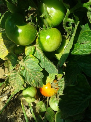 Tomatoes (just starting to ripen)