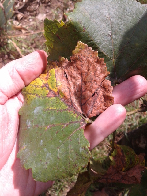 Now showing part of the lower grape leaf covered by the upper leaf and what fungal damage occurred due to the contact fungicide not being applied due to this physical coverage.