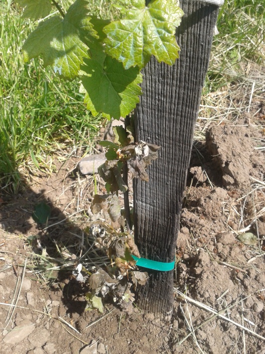 Only lower part of vine near the ground affected by frost.