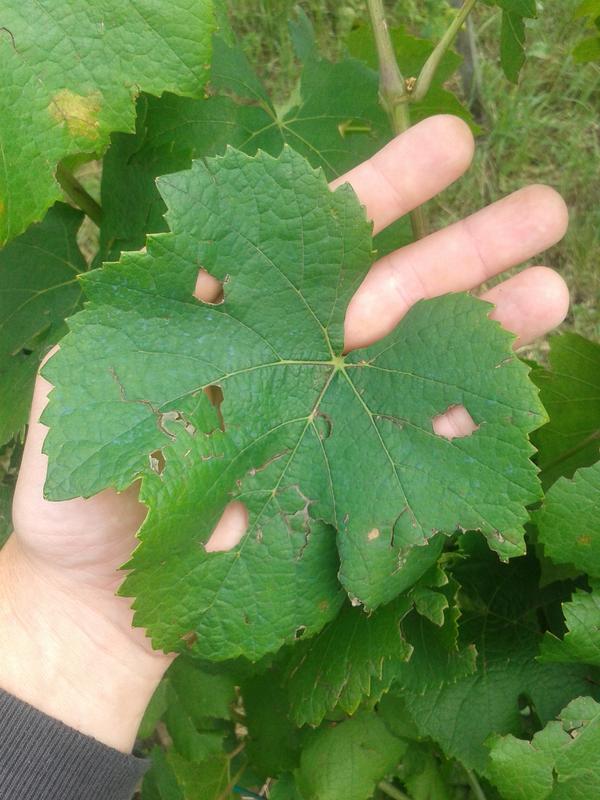 Hail damage to grape leaf.