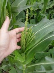 The corn about to flower.
