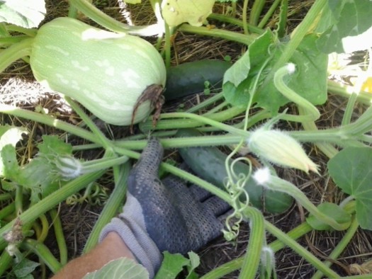 Ground cucumber and butternut squash.