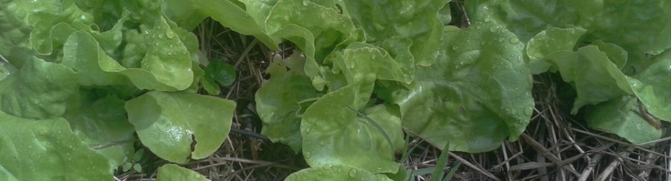 Salad in garden