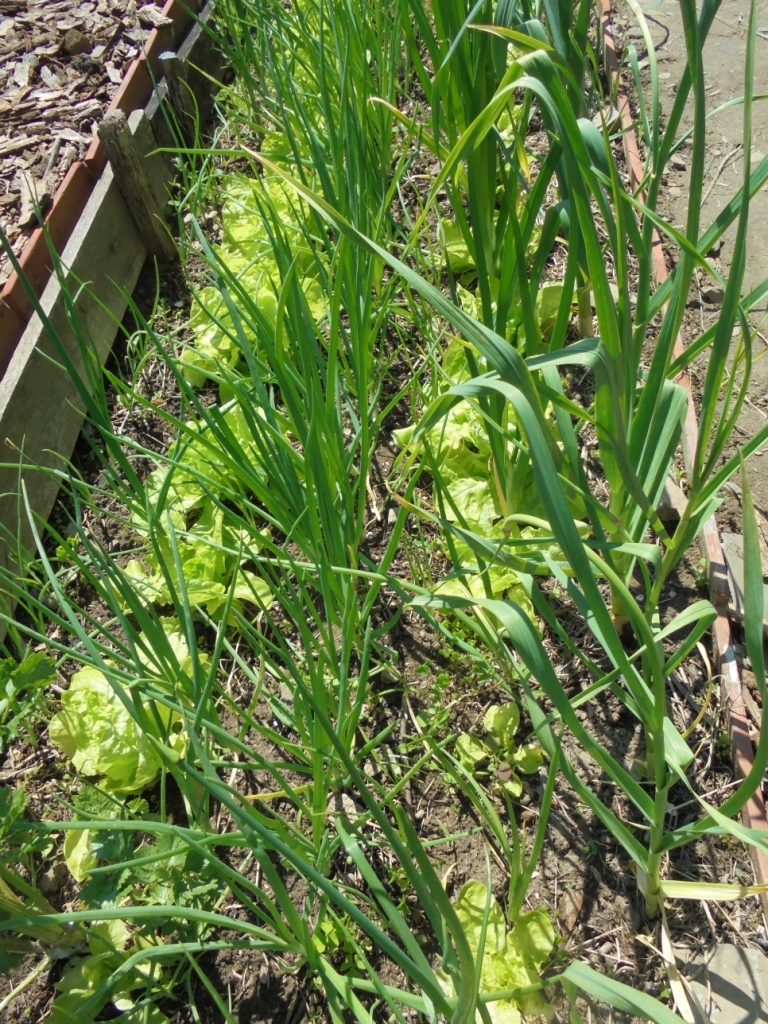 Intercropping tall onions and garlic with lettuce.